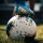 Tipster King of soccer