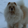 Tipster snowchow